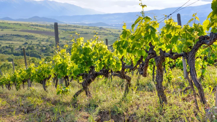 Dive into the enchanting world of Bulgarian wine!