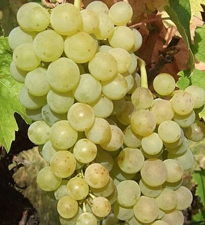 Delve into the unique flavors of Bulgaria with Dimiat grapes!